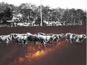 SPACESHEEP
