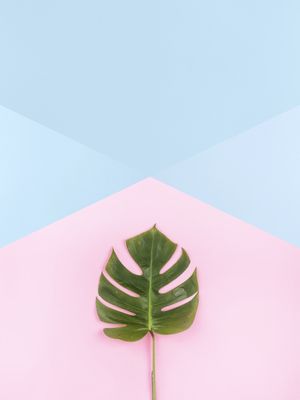 FOLHA TROPICAL EM FUNDO AZUL E ROSA