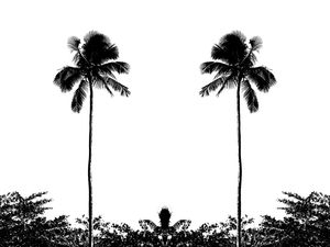 MINIMALISMO COQUEIRO