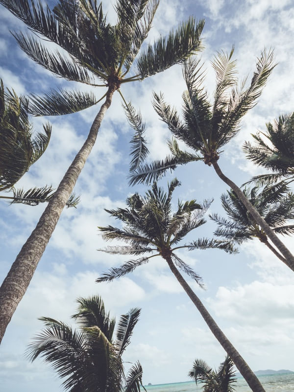 AUTUMN PALM TREES