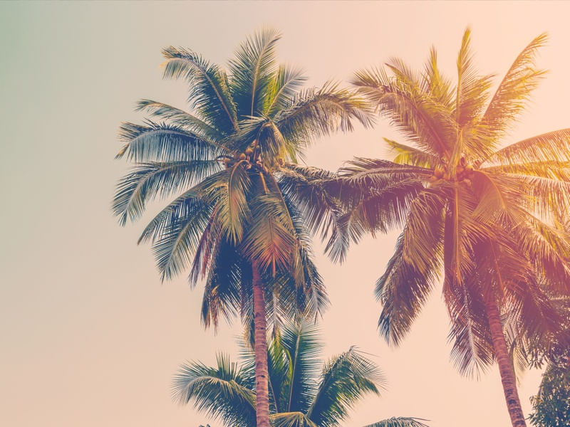 AUTUMN PALM TREES 1