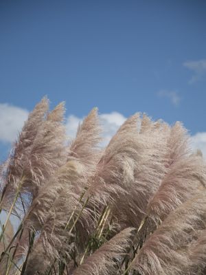 BOTANIC GARDEN