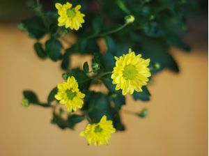 FLORELAS