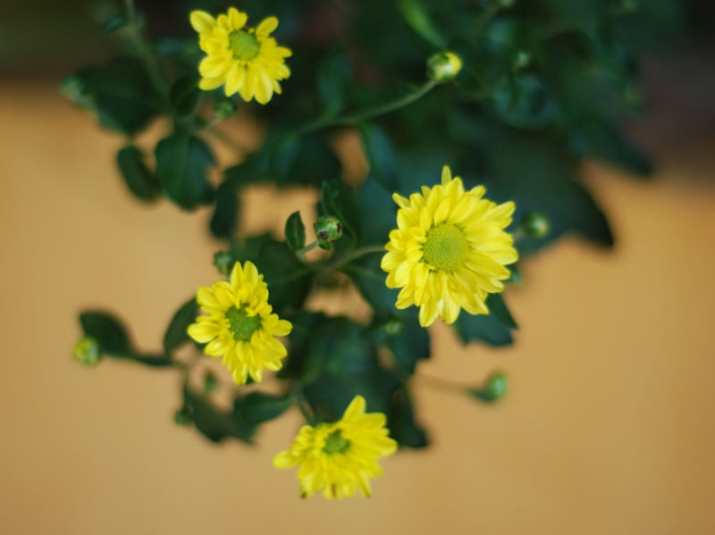 FLORELAS