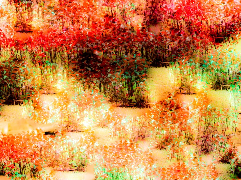 NATUREZA E COR