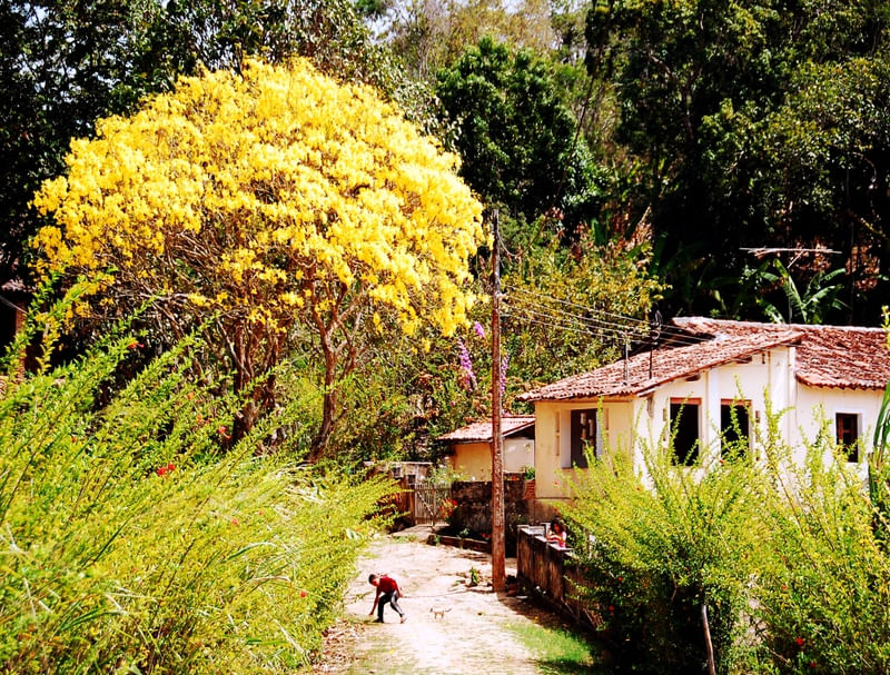 IPÊ EM MULUNGU