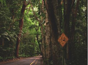 BIKE NA FLORESTA