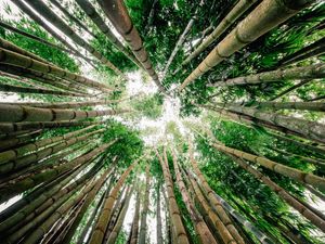 FLORESTA DE BAMBU
