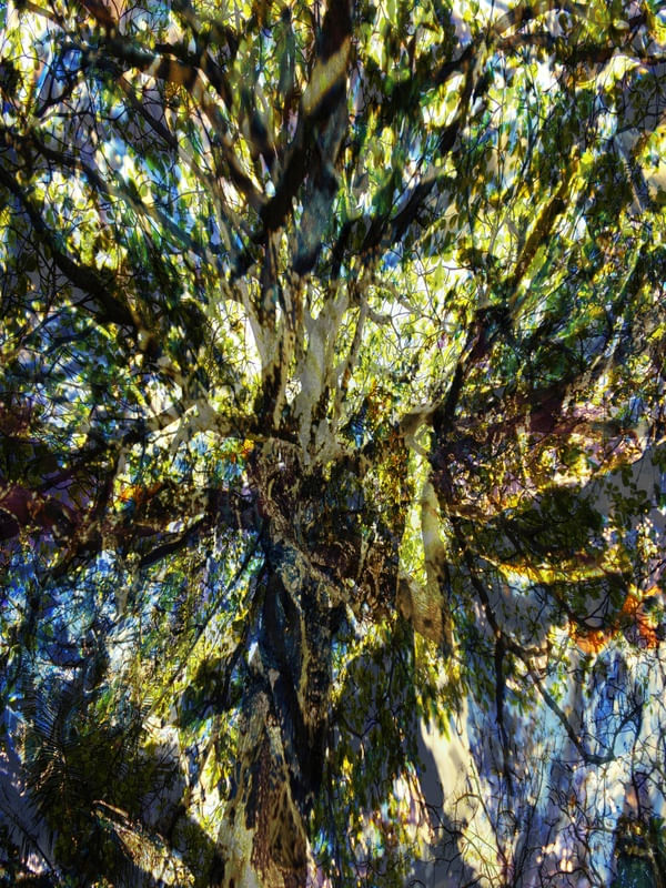 NATUREZA COM ARTE 22 ARTISTA GLORIA RIMES