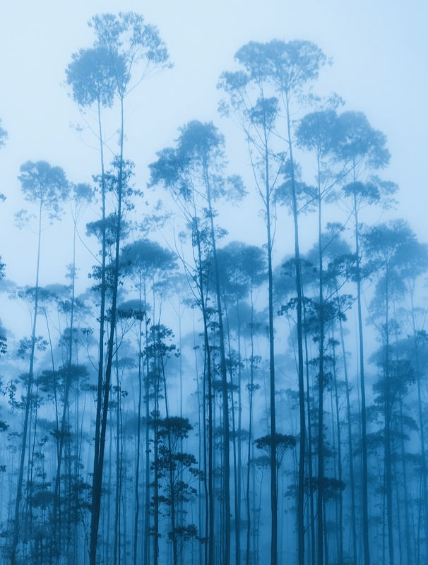 AMANHECER FRIO NA FLORESTA