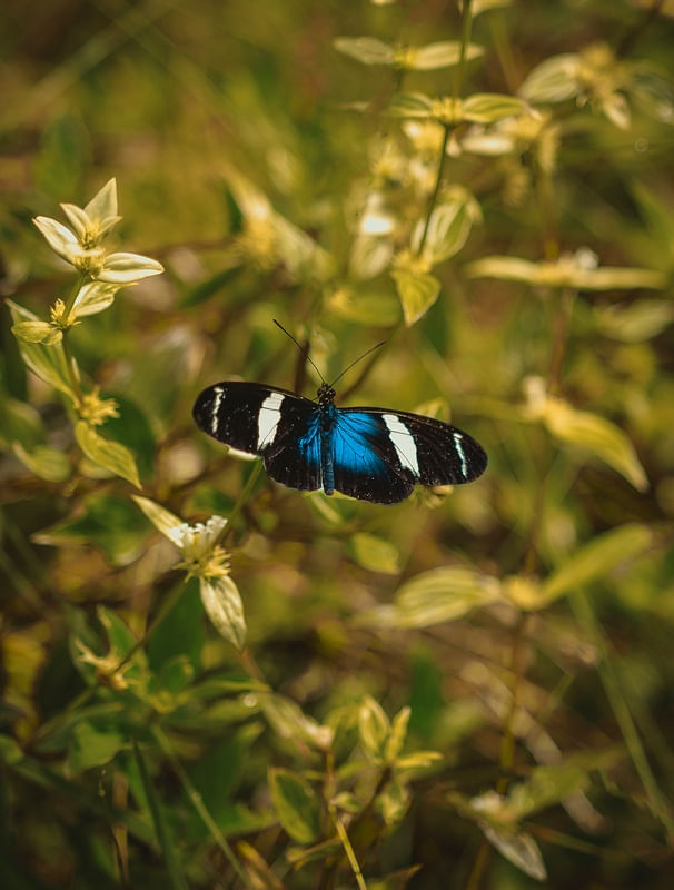 BORBOLETA AZUL SOB FUNDO VERDE