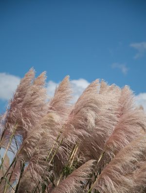 BOTANICAL GARDEN