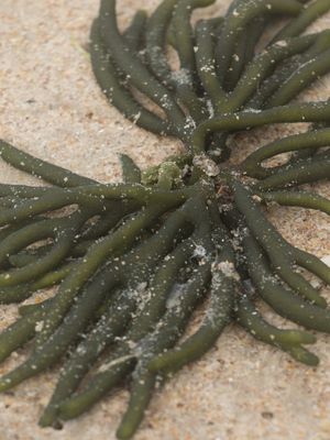 SEAWEED