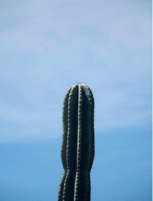 CACTACEAE