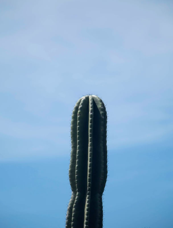 CACTACEAE