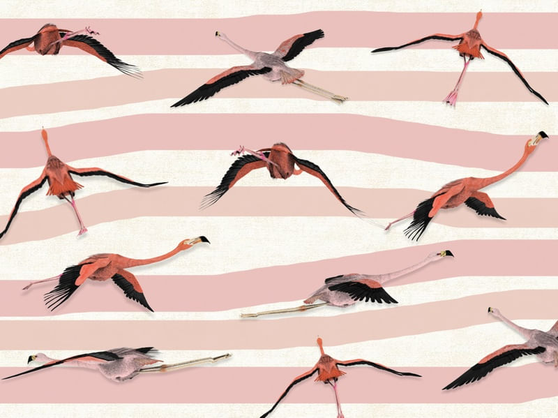 PINK FLYING