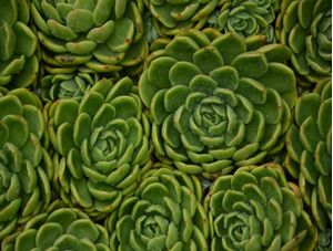 PLANTA SUCULENTA VERDE