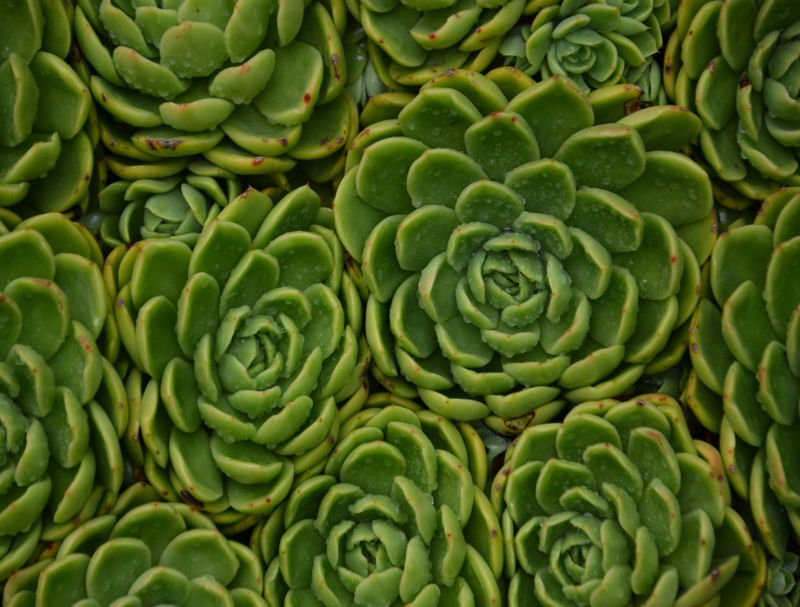 PLANTA SUCULENTA VERDE