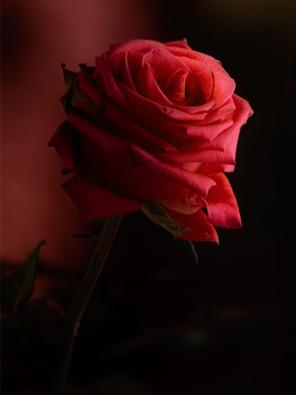 ROSA VERMELHA NATUREZA MORTA