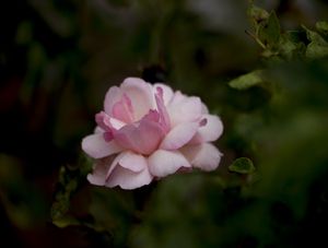 PETALIS