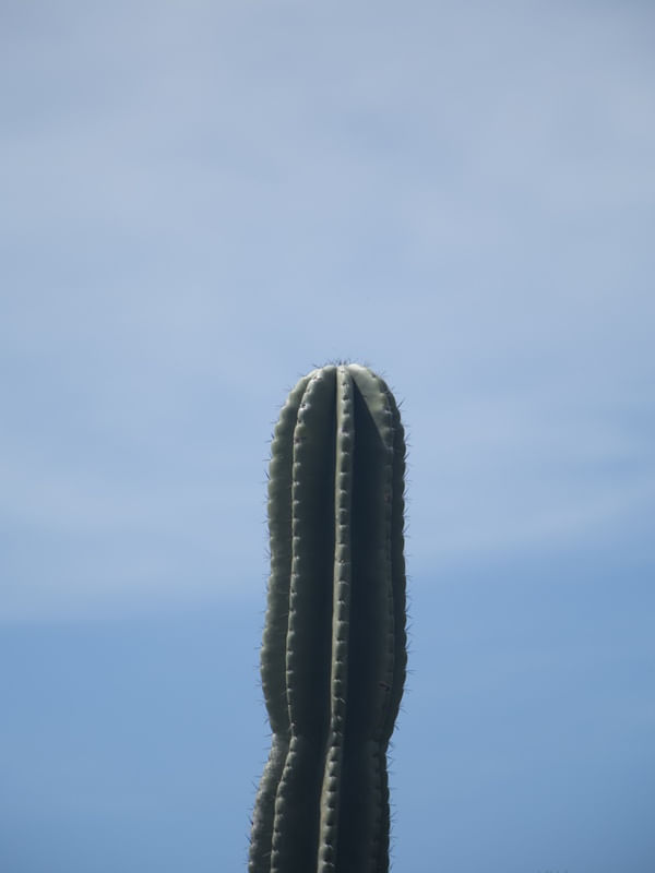 CACTACEAE 2