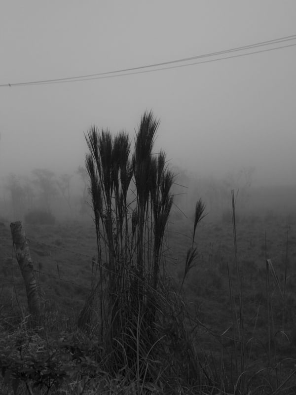 GRAY DAYS