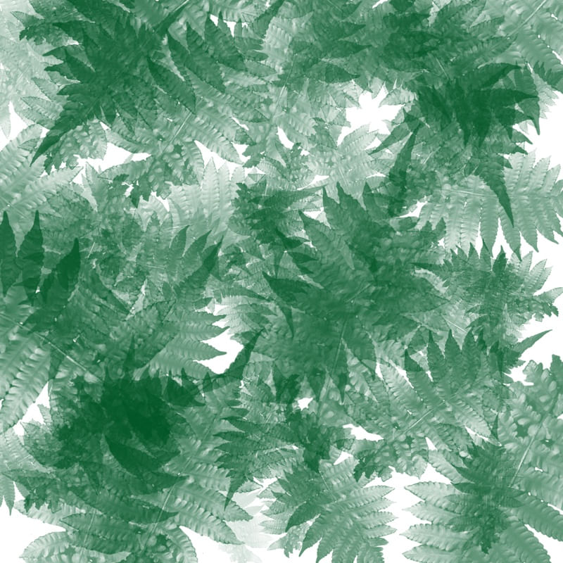 FOREST DEEP