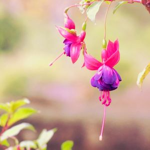BRINCO DE PRINCESA: CONVITE PARA O BEIJA FLOR
