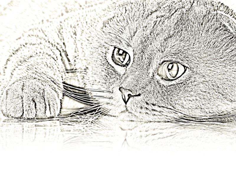 GATINHO P&B