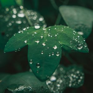 GOTAS DE ORVALHO EM FOLHA DE MARACUJÁ