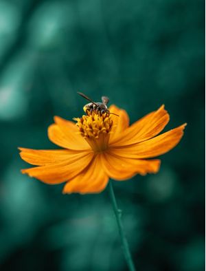 ABELHA SOBRE FLOR LARANJA