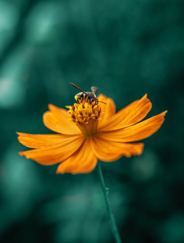 ABELHA SOBRE FLOR LARANJA