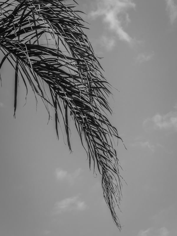 FOLHAS DE PALMEIRA PB