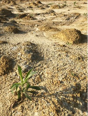 DESERTO - SOBREVIVER