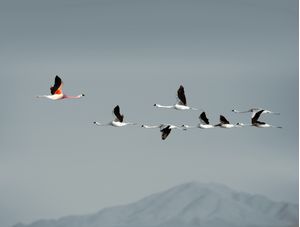 FLAMINGOS