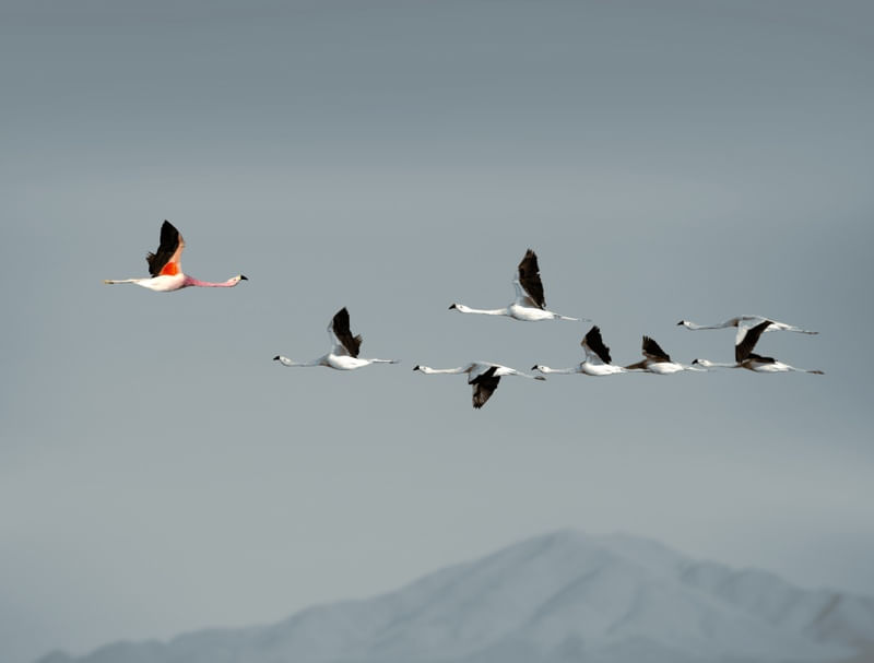 FLAMINGOS