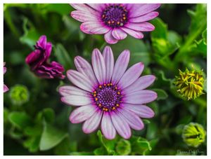 BELEZA ROSA II