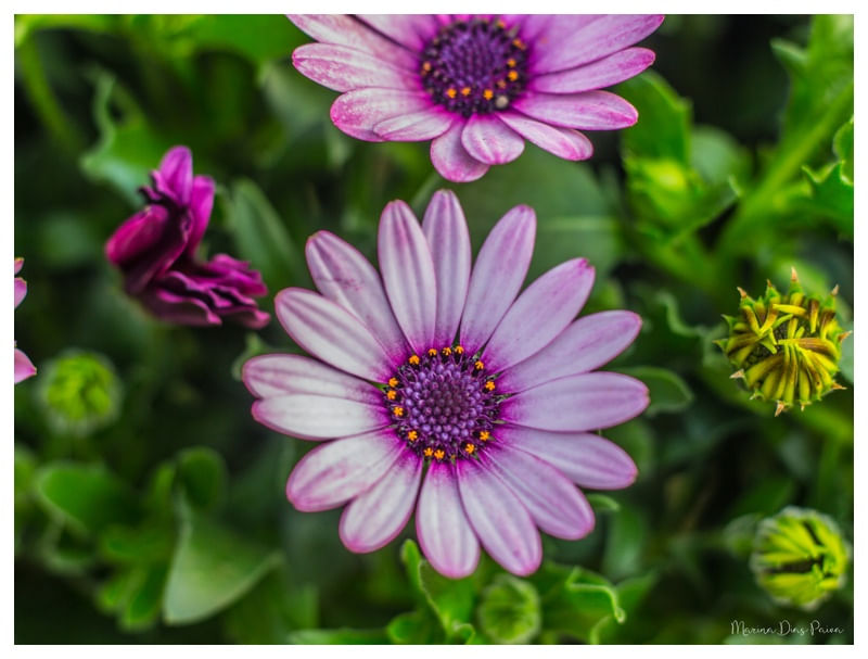 BELEZA ROSA II