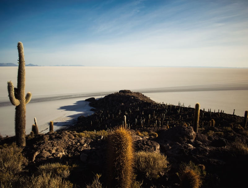 O DESERTO E O CACTUS