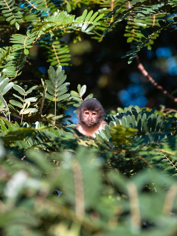 EU, MACACO!