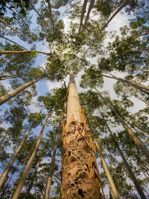 EUCALYPTUS VIEW