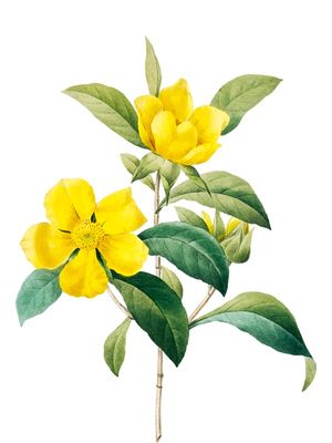 ARRANJO COM FLORES AMARELAS