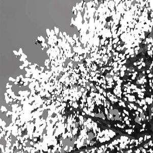 NATUREZA ABSTRATA 04 ARTISTA GLORIA RIMES