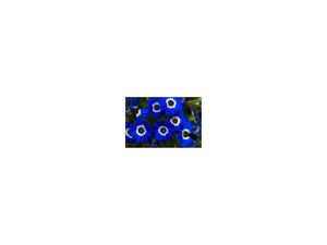 FLOR AZUL 2018