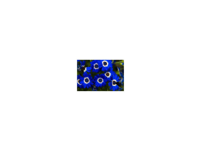 FLOR AZUL 2018