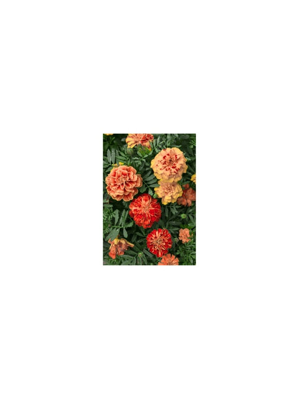 FLOR E FOLHAGEM.