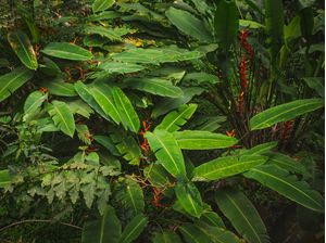 SELVA TROPICAL