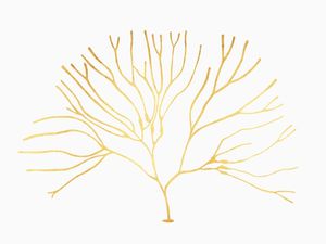 CORAL DOURADO II