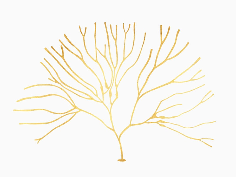 CORAL DOURADO II