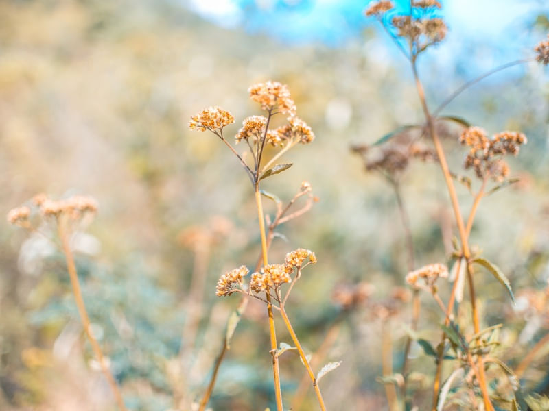 FLORES DE VERÃO 1